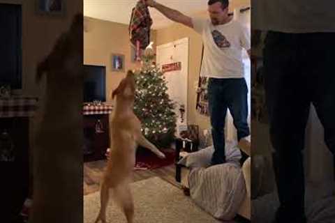 Adorable Dog Surprised with Tennis Ball Frenzy! #Dogs #Shorts