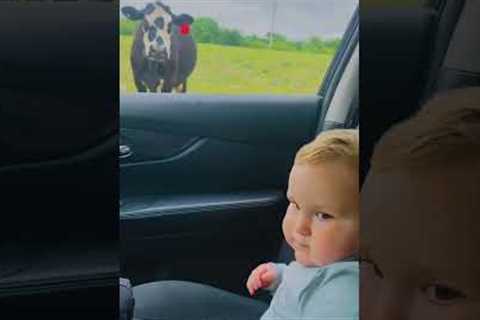 Car-Side Cow Spooks Toddler! #Shorts #Cows #Funny