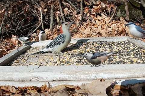 Sunday Morning Brunch for Backyard Birds - 10 Hours - Jan 08, 2023