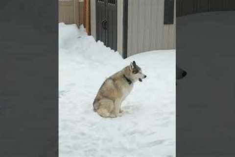 Howling Husky Refuses to End His Snow Day! #Shorts #Dogs #Huskies