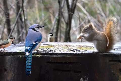 Videos for Pets - Red Squirrels, Jays, Chickadees and Nuthatches in the Forest - Jan 11, 2023