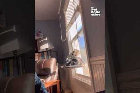 Hilarious Kitten Falls Off Wall Fighting It's Own Tail! #Shorts #Kittens #Cats