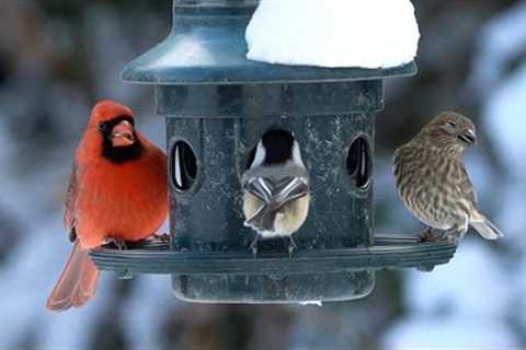 Beautiful Birds at the Hanging Feeder - 10 Hour Video for Pets - Jan 12, 2023