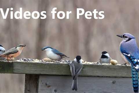 Birds on the Boardwalk - 10 Hour Video for Pets and People - Jan 13, 2023