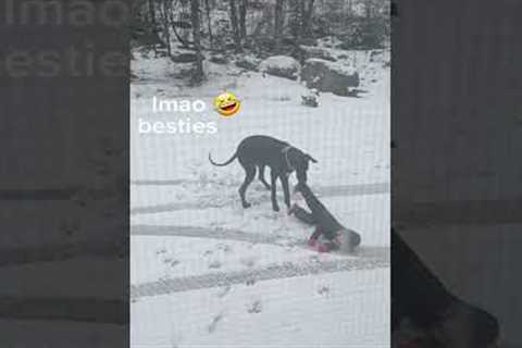 Adorable Great Dane Has Snow Fight With Kid! #Shorts #Dogs #Funny