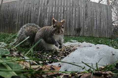 Sunday Morning Brunch for Squirrels - 10 Hours - Jan 15, 2023