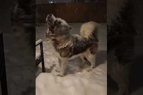 Adorable BIG Dog Loves Playing in Blizzards! #Dogs #Shorts