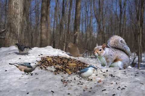 Animals in the Snowy Forest - 10 Hour Video for Pets - Jan 16, 2023