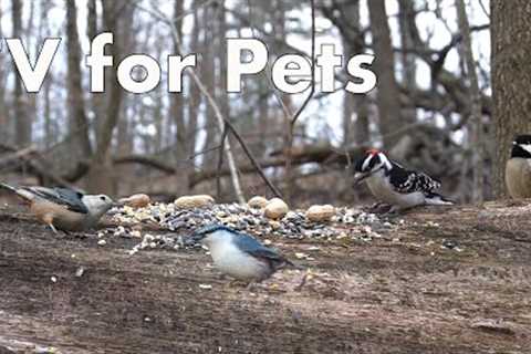 Forest Friends Sharing a Meal - 10 Hour Video for Pets - Jan 18, 2023