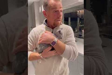 Funny Dad Surprised with ADORABLE Kitten!  #Shorts #Kittens #Cats