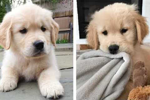 😍Cute Moments of Golden Retriever Make You Happy Every Day 🐶| Cute Puppies