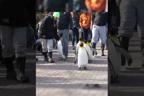 Adorable Penguins March Down the Street! #Penguins #Shorts