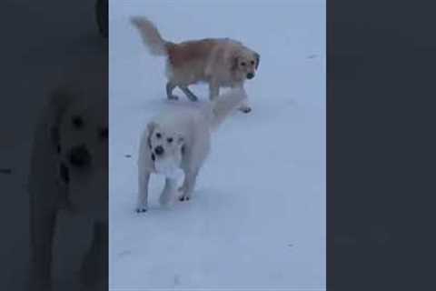 Dogs Enjoy Sliding on Snow #Shorts #Dogs #Snow