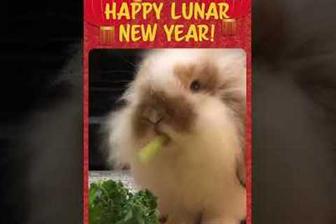 Adorable Rabbit Celebrates #LunarNewYear! #Rabbit #Shorts