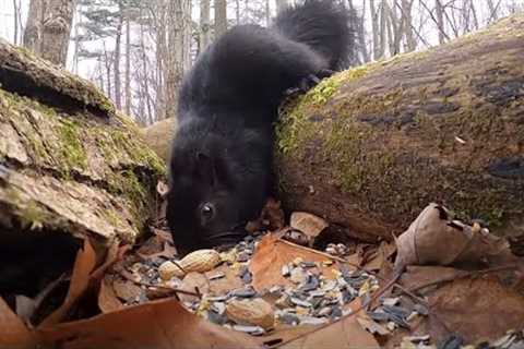 Squirrels in the Forest - 10 Hour Video for Pets - Jan 24, 2023