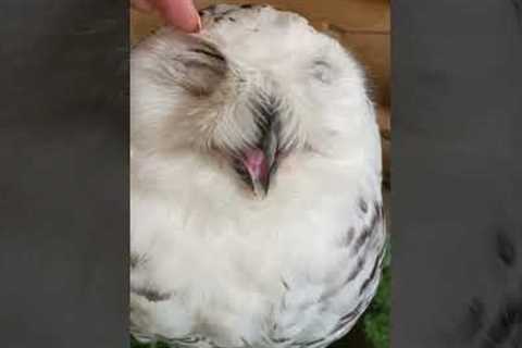 Cute Owl LOVES Massages! #Owls #Cute #Shorts