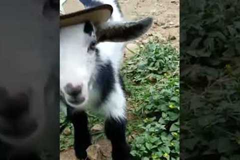 Adorable Baby Goats Run Around in Cowboy Hats #Goats #Cute #Shorts