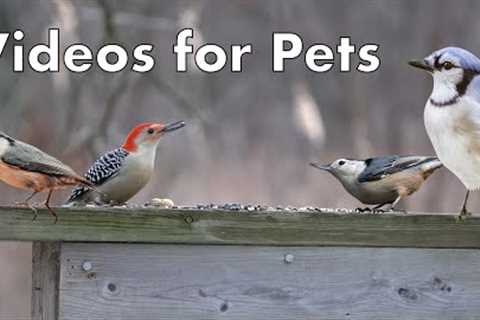 Red-bellied Woodpeckers and Beautiful Birds on the Boardwalk - 10 Hours - Jan 26, 2023