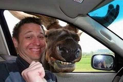 ANIMAL Are FUNNIER THAN YOU EXPECT! LAUGH HARD NOW!