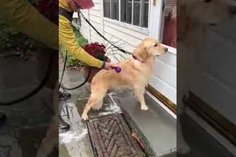 Golden Retriever Goes Through Eventful Week! #Shorts #Dogs #Funny