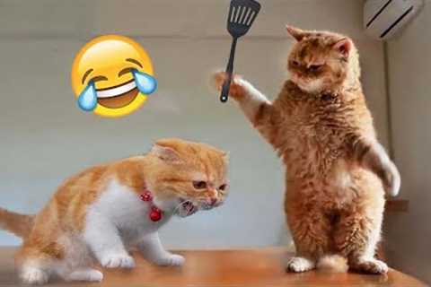 Funniest Animals 2023 😂 Funniest Cats and Dogs 😺🐶