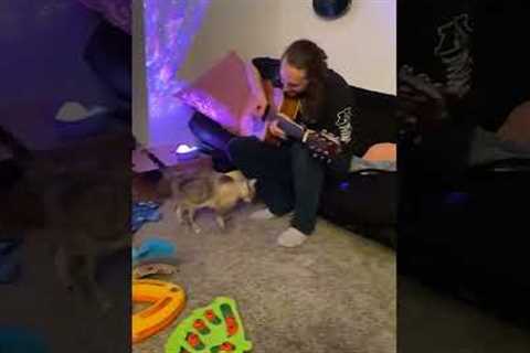 Adorable Cat Sings Along with Guitar Player! #Cats #Shorts #Music