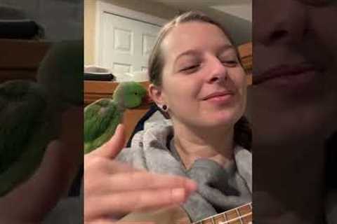 Cute Parrot Sings Along with Ukulele! #Shorts #Parrots #Birds #Music