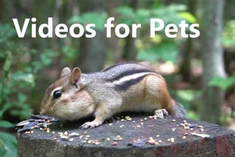 Summer Clips to Cure Winter Blues - 10 Hour Video for Pets - Jan 31, 2023