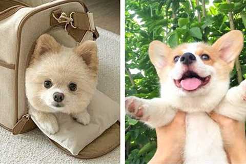 🐶 You Will Smile When You Watch These Adorable Puppies 🐶| Cute Puppies