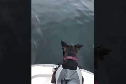 Adorable Pup Freaks Out After Seeing Dolphins! #Dogs #Dolphins #Shorts