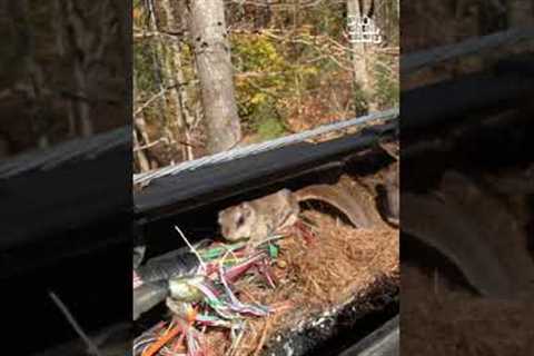 Worker Stumbles Across Adorable Flying Squirrels! #Wildlife #Nature #Shorts