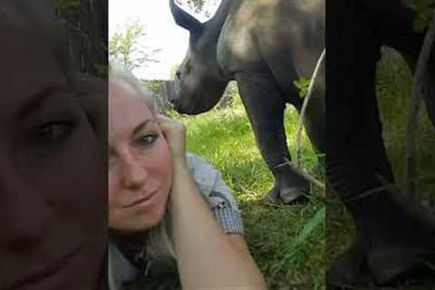 Baby Rhino Cuddles with Woman! #Shorts #Cute #Rhinos