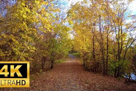 Bright FALL Colors with Stunning Forest Views | Walk Your Dog With Us