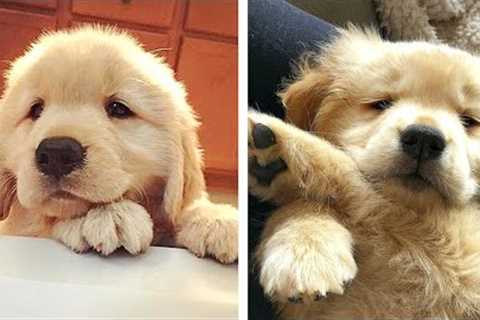 Adorable Golden Puppies Videos That Will Make Your Day Better 100%🐶🐶 🥰| Cute Puppies