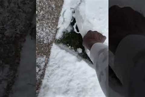 Adorable Puppy Gets Grassy Potty Patch in Blizzard! #Dogs #Shorts