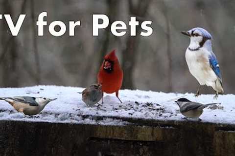 Cardinals, Blue Jays, and Forest Animals on a Snowy Stump - 10 Hours - Feb 08, 2023