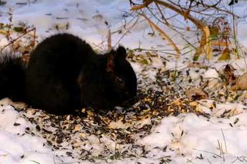 Black Squirrels in the Snow - 10 Hours - Feb 02, 2023