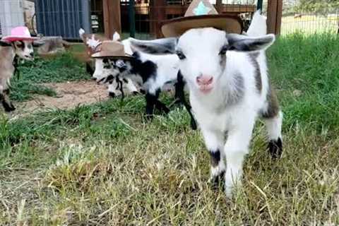 Giddy Up Goats 🤠 🤣  | FUNNIEST Pets of the Week