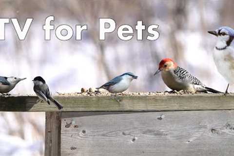 Birds on the Boardwalk - 10 Hour Video for Pets - Feb 10, 2023