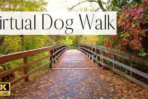 The PRETTIEST Fall Walk in Toronto🍁 (Gorgeous Fall Foliage) | Walk Your Dog With Us