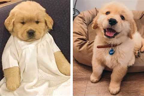 🐶 You Will Laugh When You Watch These Adorable Golden Puppies 🐶| Cute Puppies