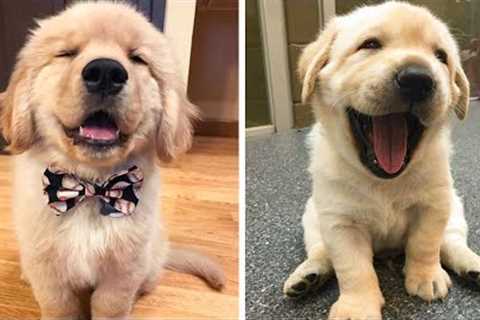 Funny and Cute Golden Retriever Puppy Moments Compilation| Cute Puppies