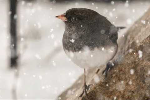 Backyard Juncos in the Snow - 10 Hour Video for Pets - Feb 12, 2023