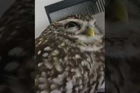 Owl Enjoys Getting Their Feather Combed #Shorts #Owls #Superbowl