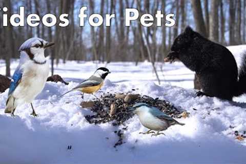 Forest Animals in the Snow - 10 Hours of Birds and Squirrels - Feb 13, 2023