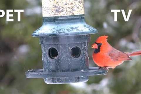 Beautiful Backyard Birds at the Hanging Feeder - 10 Hours - Feb 14, 2023