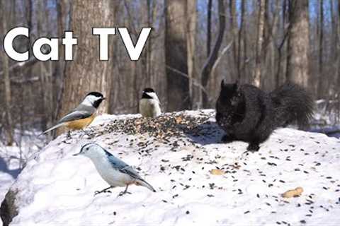 Black Squirrels and Friends in the Forest - 10 Hours - Feb 15, 2023