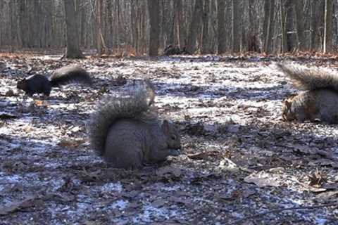 Squirrels out on the Trail - 10 Hours - Feb 01, 2023