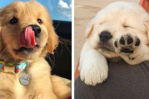 Cute Baby Golden Help You Relax After Tiring Day 🐶🥰| Cute Puppies