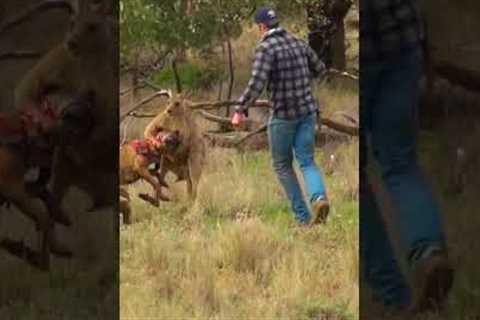 Pet Parent Rescues Pup From Kangaroo Fight!